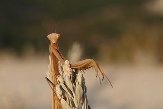 Ну ладно фотай давай быстро. Такая поза тебя устроит?