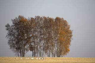 Лебеди на хлебах- сборы в долгий полет. Подкрепившись на золотых, пшеничных полях, лебеди продолжают свой путь с Севера на Юг как велит внутренний компас- инстинкт заложенный природой много тысяч лет назад.