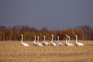 В этот день они улетели дальше, унося с собой золотую осень, которая гостила у нас так же недолго.