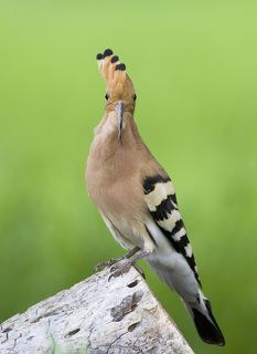 в стиле ирокез