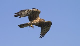 лунь показывает окрестности ящерице