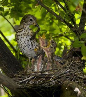 не промахнись мама!