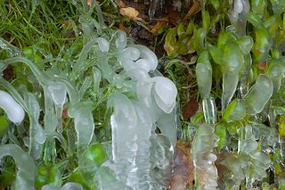 02 Ночью брызги небольшого водопада замёрзли на листьях растений,...