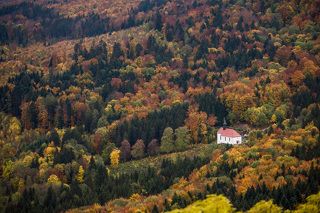 White church in the woods