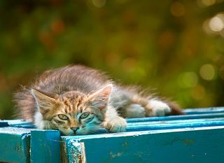 Вселенская котопечаль