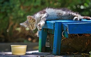 Ещё миску валерианки и всё...