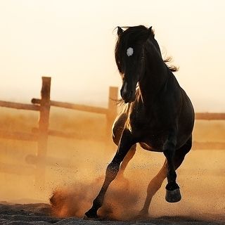 Из серии «Кони-птицы»