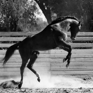 Из серии «Кони-птицы»