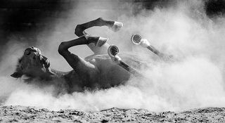 Из серии «Кони-птицы»