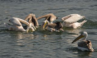 Коллективная охота