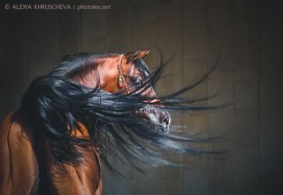 Крыло ворона