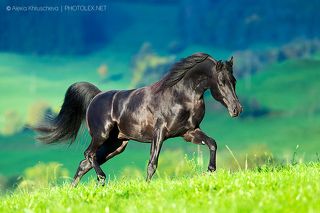 Черный лебедь