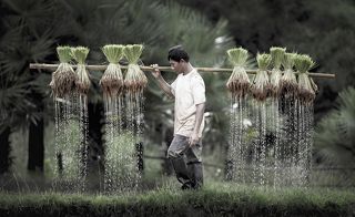 Farmers grow rice in the rainy season. They were soaked with water and mud to be prepared for planting. wait three months to harvest crops.