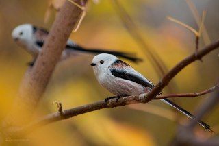 Ополовники