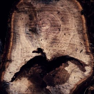 Птица по имени Икар.