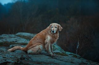 Красивый Букский каньон, обязательно еще поеду в ближайшее время. Повидаться с собачкой и узнать ее грустные мысли: кого она постоянно ждет, опустив глаза с высоты в каньон.