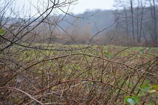 Оставив россыпи на ветках...