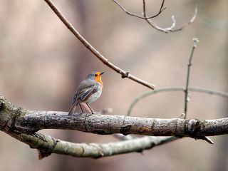 Erithacus rubecula - Зарянка или малиновка (семейство дроздовых)