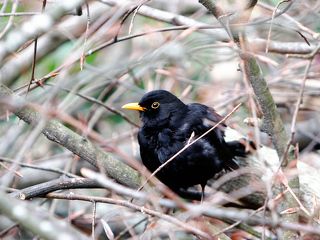 Turdus merula или Дрозд чёрный. Мне повезло, его чаще слышно чем видно, он красиво поёт.