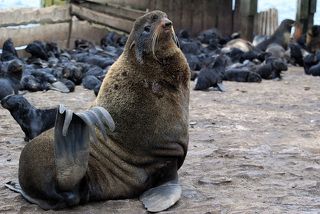 Глава  семейства