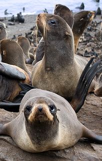 Гаремные  дивы