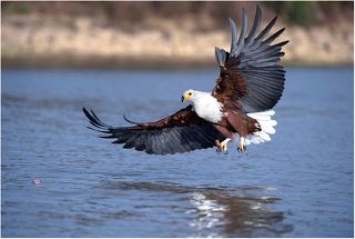 Fisheagle