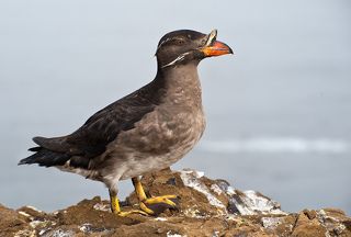 Тупик - носорог