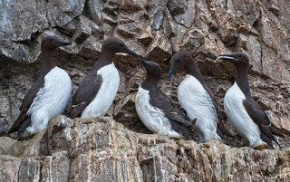 Кайра.  Время  завтракать