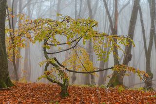 Осенний вальс