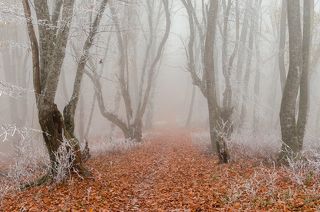 Рисуют две кисти - мороз и туман