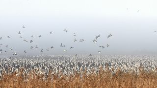 Журавли прилетели