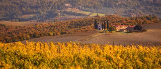 виноградноплодородная