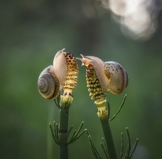Потанцуем, мадам? Ну, давайте!! ! Почему вы так стеснительны?