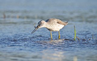 Резко выхватывает рыбку из воды