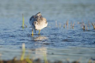 Заметил малька - преследует