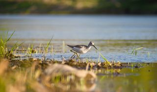 Идёт в мою сторону, приближается зигзагообразно, то ближе ко мне ,то дальше