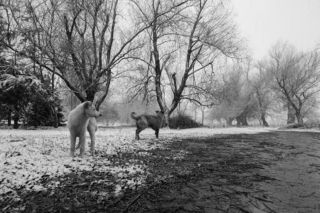 Стая молодых бездомных псов искренне радовалась суровой погоде