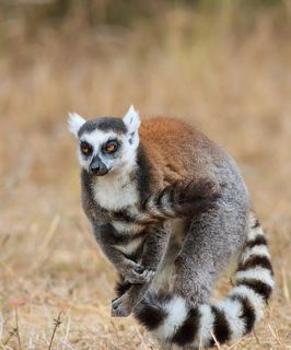 Лемур катта готовится к бою. Мадагаскар