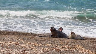 Южные морские львы поют под звуки прибоя. Полуостров Вальдес