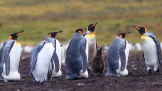 Первый птенец вылез из-под лап родителя. Фолькленды