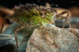 Это личинка стрекозы-бабки, совершенно обыкновенный обитатель дна различных водоемов, но обладающая, как и другие личинки стрекоз, совершенно необыкновенной нижней губой, которая называется маской. Маска прикрывает \