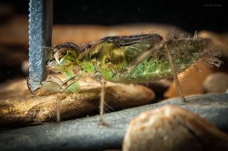 Личинка стрекозы может подолгу оставаться неподвижной, но стоит потенциальной жертве приблизится к ней на расстояние \