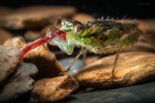 Теперь схвачена личинка комара-дергуна (мотыль). Как уже говорилось, маска - это видоизмененная нижняя губа, имеющая вид хватательных щипцов или клещей, которые сидят на рычаге-рукоятке. Благодаря наличию суставов получается  подвижный хватательный инструмент, способный распрямляться и складываться.