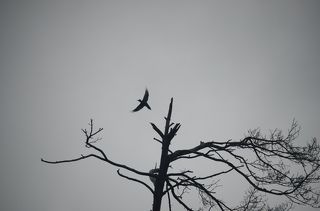 Желна взлетает с сухой сосны