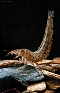 Личинки плавунцов, несмотря на свой страшноватый облик, не лишены определенной грациозности.