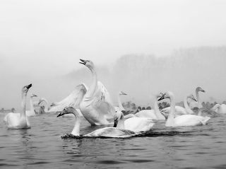 Дикие лебеди-кликуны.