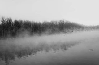 Над рекой летели лебеди...