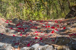 Примерно на высоте от 2000 м. до 3000 м. преобладают лиственные леса. Горные извилистые тропы местами были устланы опавшими цветками рододендрона.