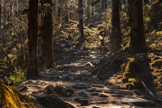 На высоте от 3000 м. до 4000 м. умеренно холодный пояс, в котором преобладают хвойные деревья. Днем солнце разогревает смолу елей, пихт, кедров, и от этого воздух насыщается сладковато-терпким ароматом хвои.