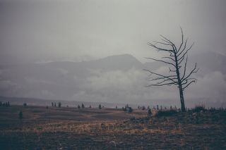 По дороге на озера встретили многолетнюю лиственницу. По словам проводника она стоит с незапамятных времен, когда он был еще маленьким...